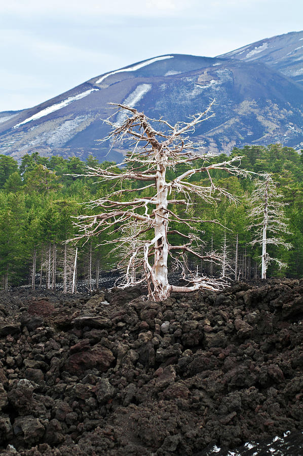 Mystic tree on the volcano Etna Photograph by Silva Wischeropp