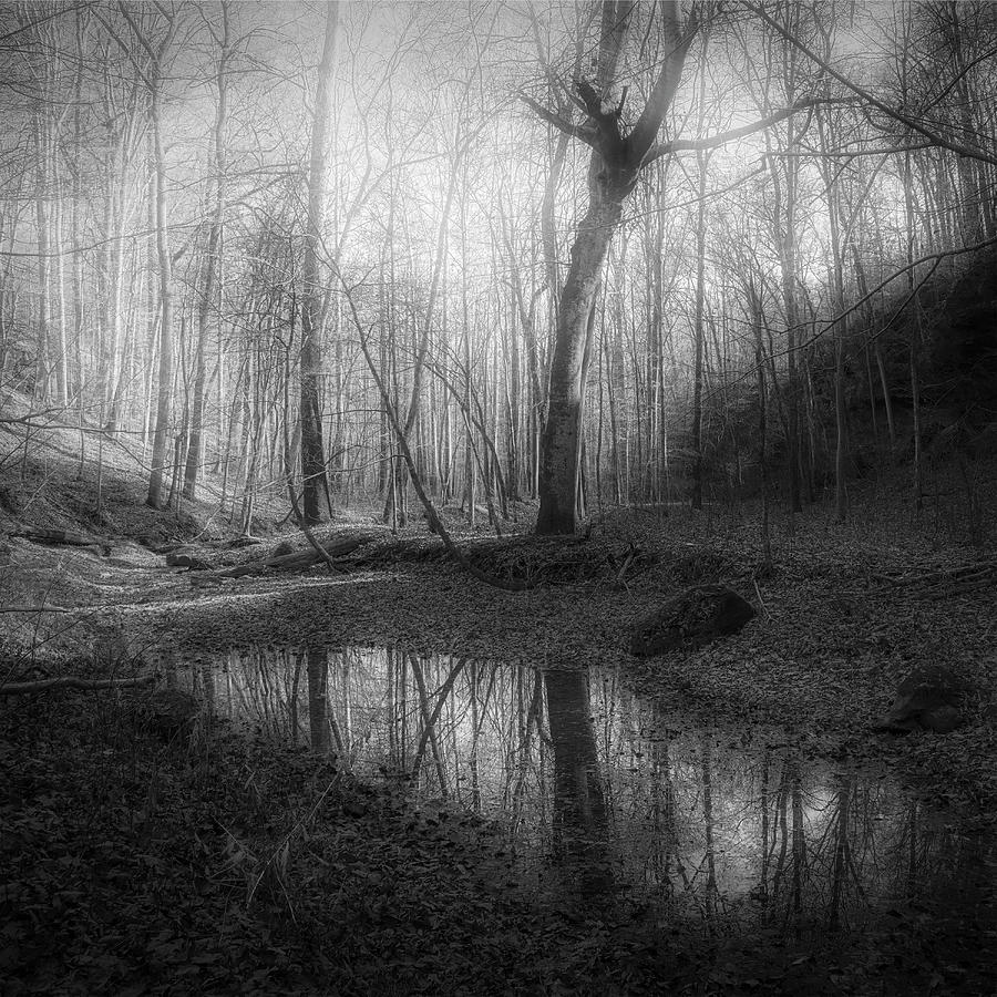 Mystic Woodlands Photograph by Wendell Thompson