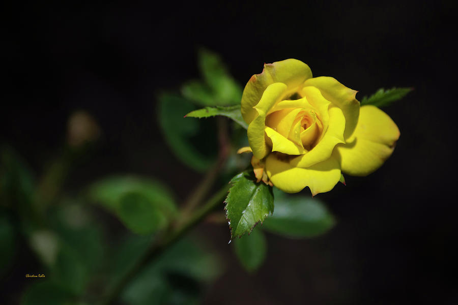 Mystic Yellow Rose Photograph by Christina Rollo