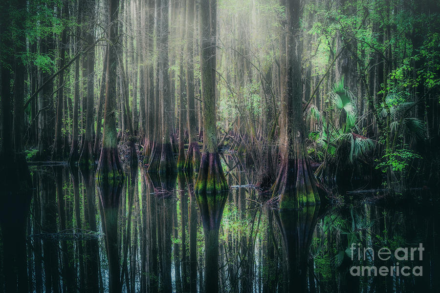 Mystical Cypress Swamp, Florida Photograph by Liesl Walsh