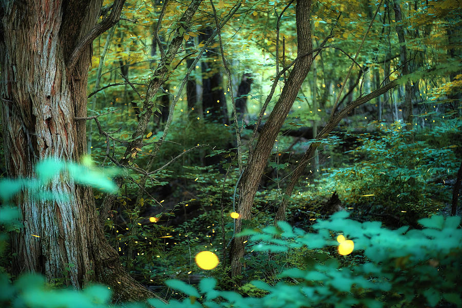 Mystical Fireflies Photograph by Arthur Oleary