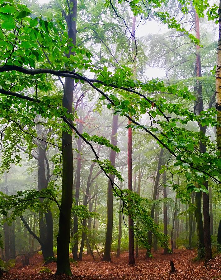 Mystical Foggy Forest Photograph by Kathrin Poersch