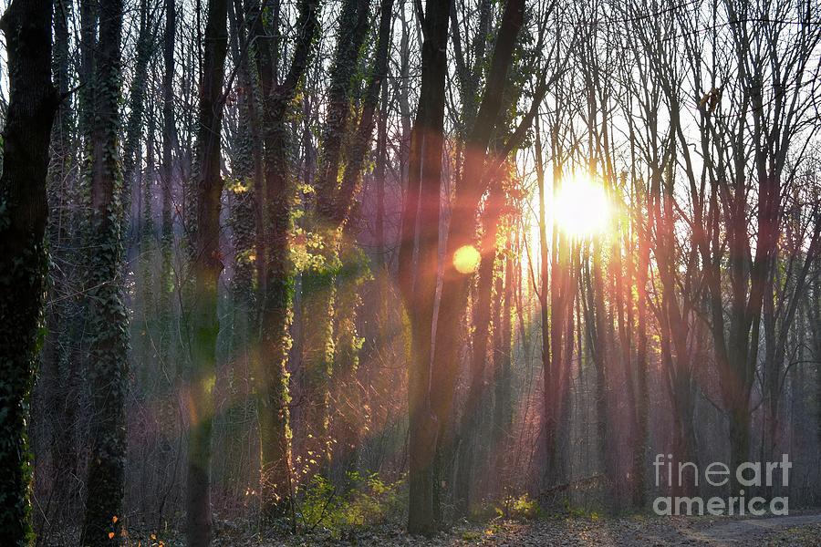 Mystical Forest And Suns Rays Photograph by Leonida Arte