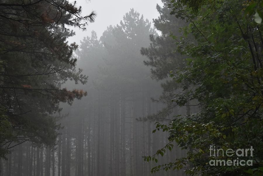 Mystical Forest In The Fog 02 Photograph by Leonida Arte
