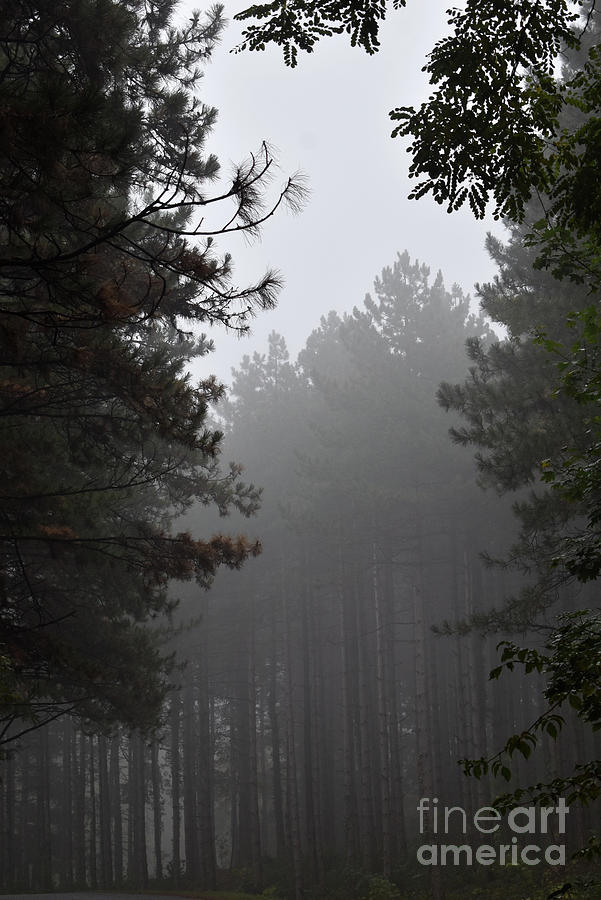 Mystical Forest In The Fog Photograph by Leonida Arte
