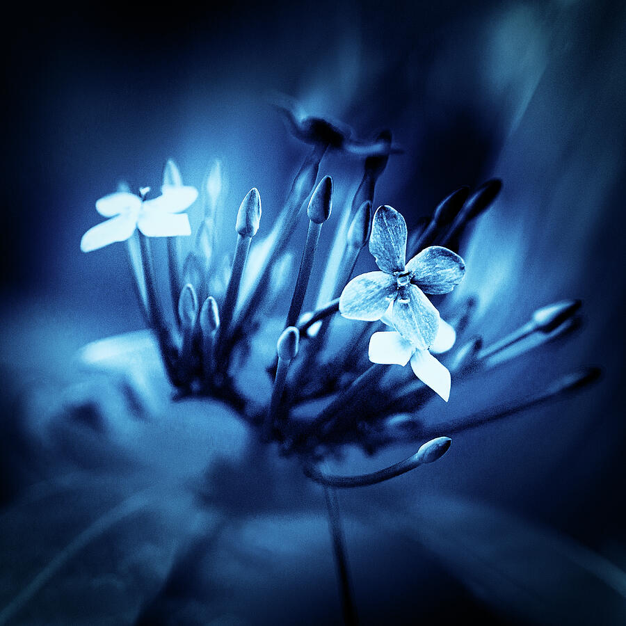 Mystical Glow of Ixora Photograph by John Wright Mystical Glow of Ixora Photograph by John Wright