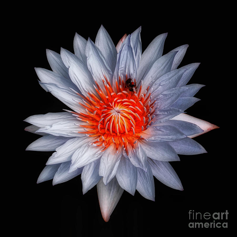 Mystical Lily Photograph by Nick Zelinsky Jr