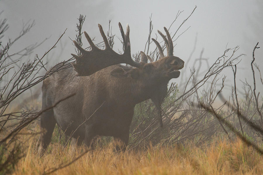 Mystical Moose Photograph by Darlene Bushue