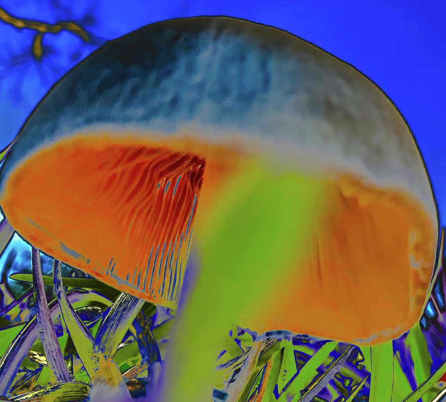 Mystical Mushroom Photograph by Coy Pearson - Pixels