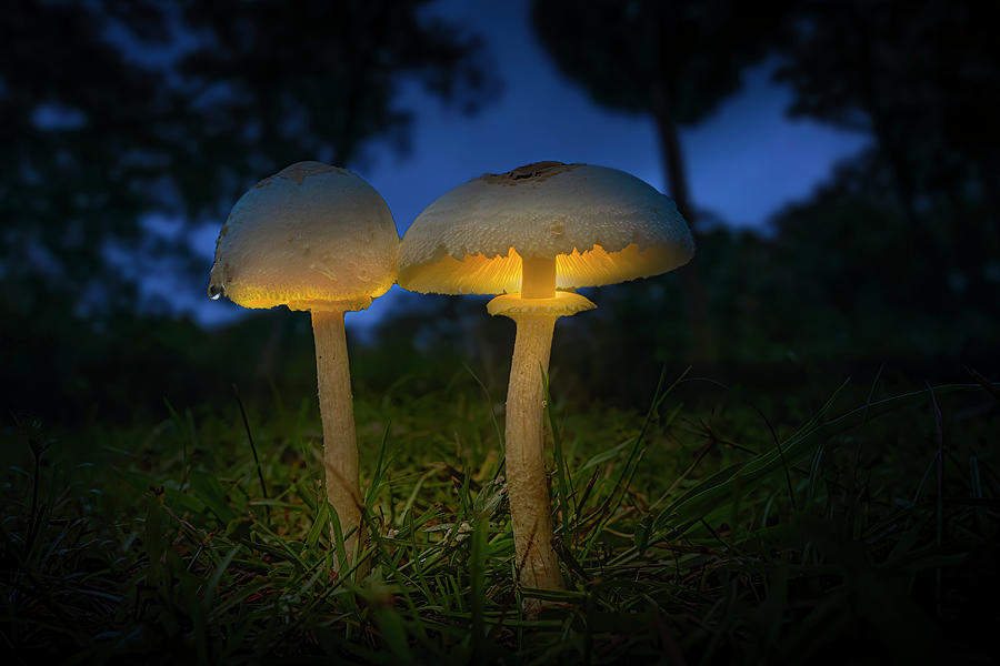 Mystical Mushrooms Photograph by Mark Andrew Thomas