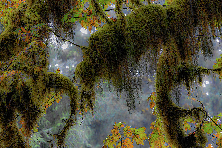 Mystical Rainforest Photograph by Emerita Wheeling