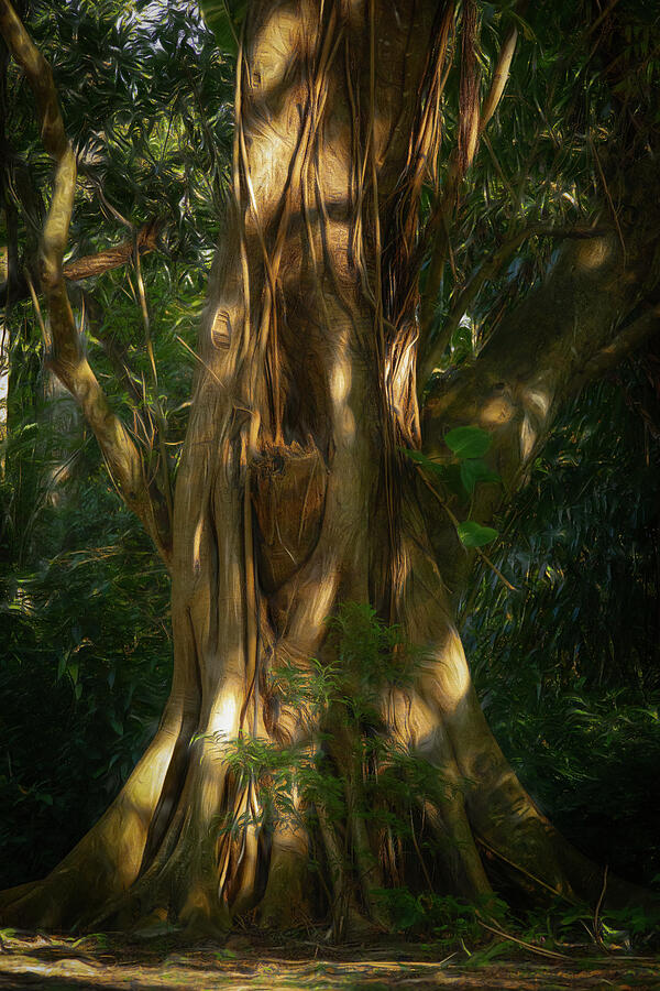Mystical Tree Photograph by Dodie Ross Mystical Tree Photograph by Dodie Ross