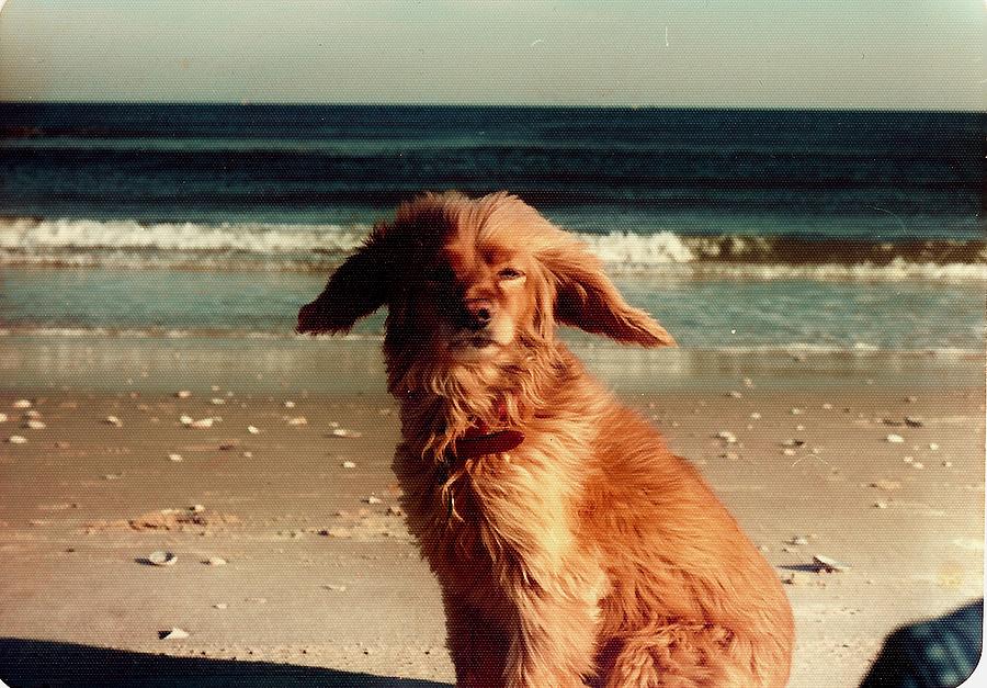 Dog Photograph - Mysty by the Sea by Sharon W