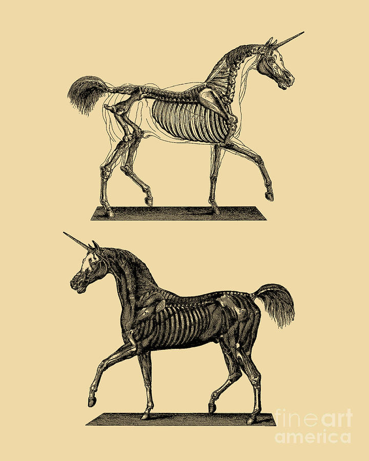 Unicorn Digital Art - Mythical Unicorn Anatomy by Madame Memento
