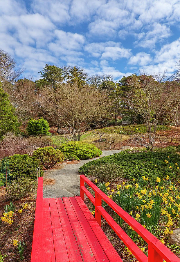Mytoi Japanese Botanical Garden Photograph by Juergen Roth