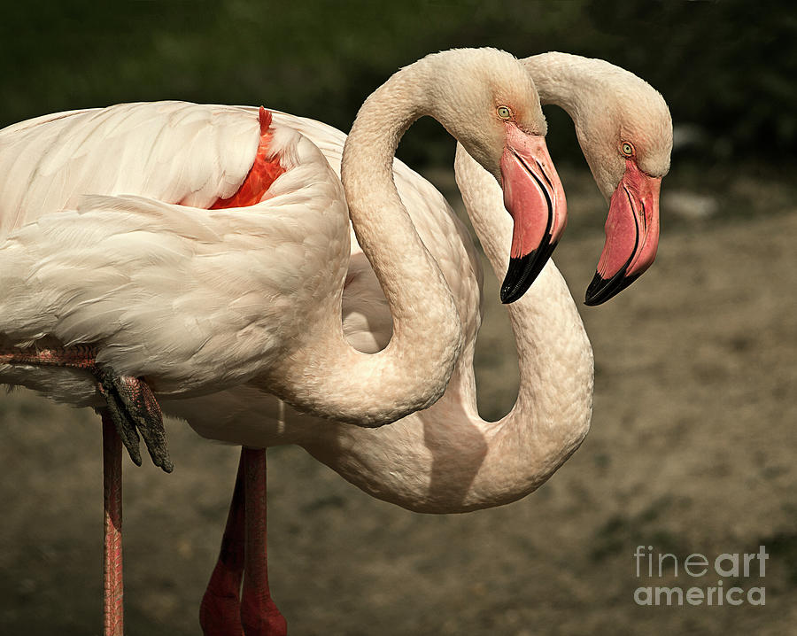 Two Flamingos Duo Nicely Standing Posing Powerful Attractive Big Birds Photographed Near Norwich  Photograph by Tatiana Bogracheva