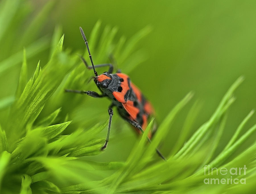 RED BEETLE HIDING LOOKING OUT OF GREEN GRASS small depth of the field   Photograph by Tatiana Bogracheva