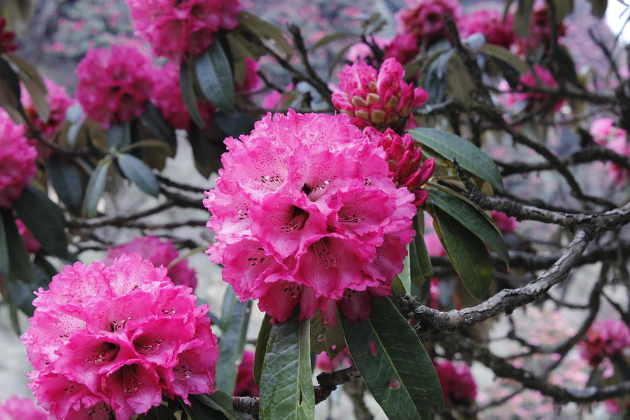 Pink Rhododendron Photograph by Mr JB Stickley
