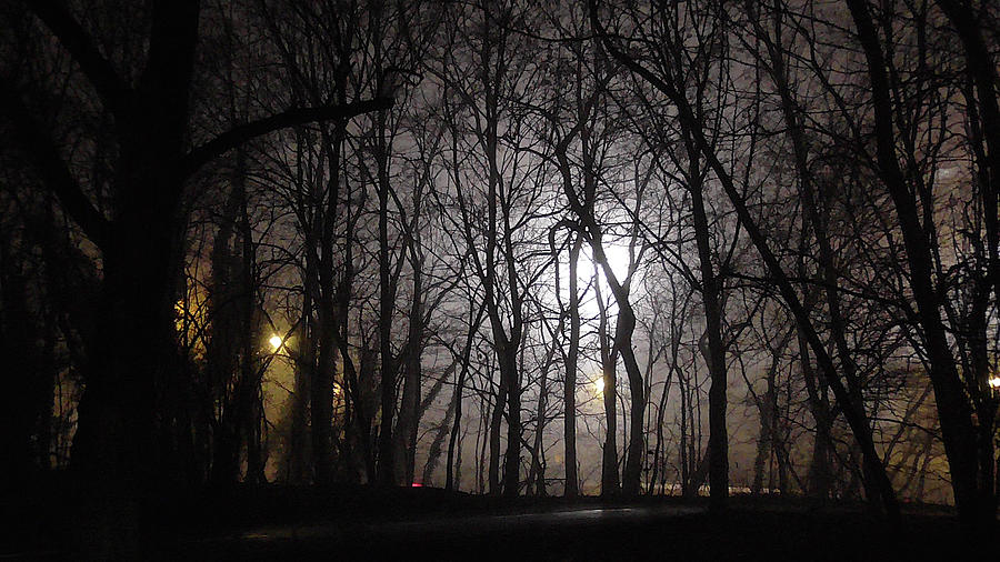Tree Photograph - Nacht und Nebel by Kitsune Kowai by Kitsune Kowai