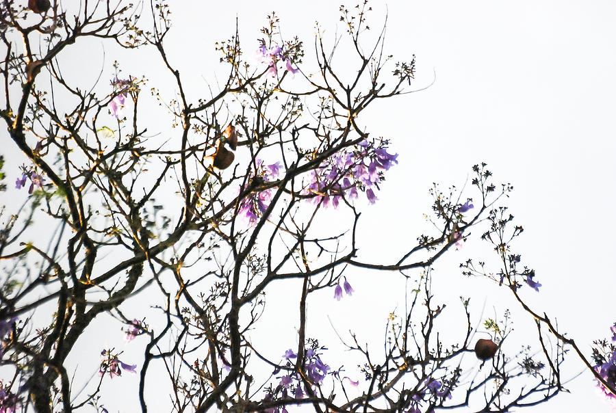 Nairobi Jacaranda 1 Photograph by Wambui Mwangi - Fine Art America