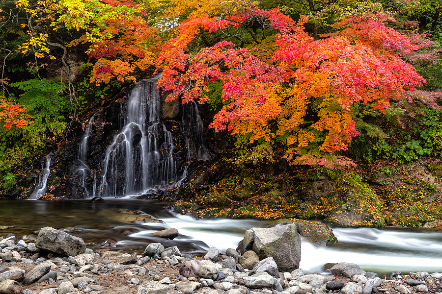 Nakano Momiji Yama in Autumn Photograph by Brad Brizek