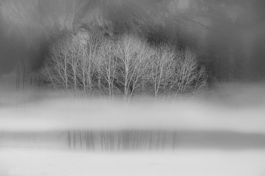 Naked aspens in the Yosemite fog, black and white Photograph by Alessandra RC