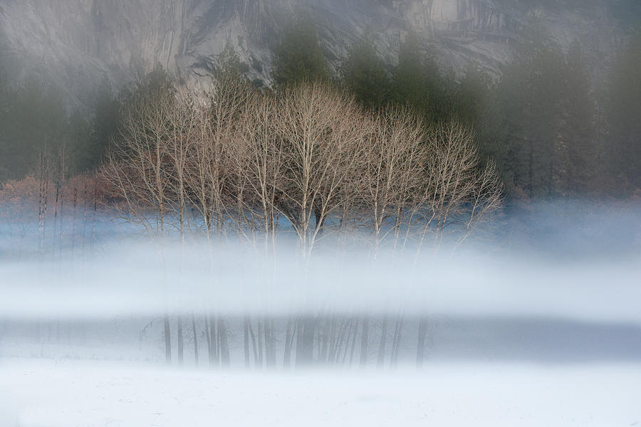 Naked aspens in the Yosemite fog, color Photograph by Alessandra RC