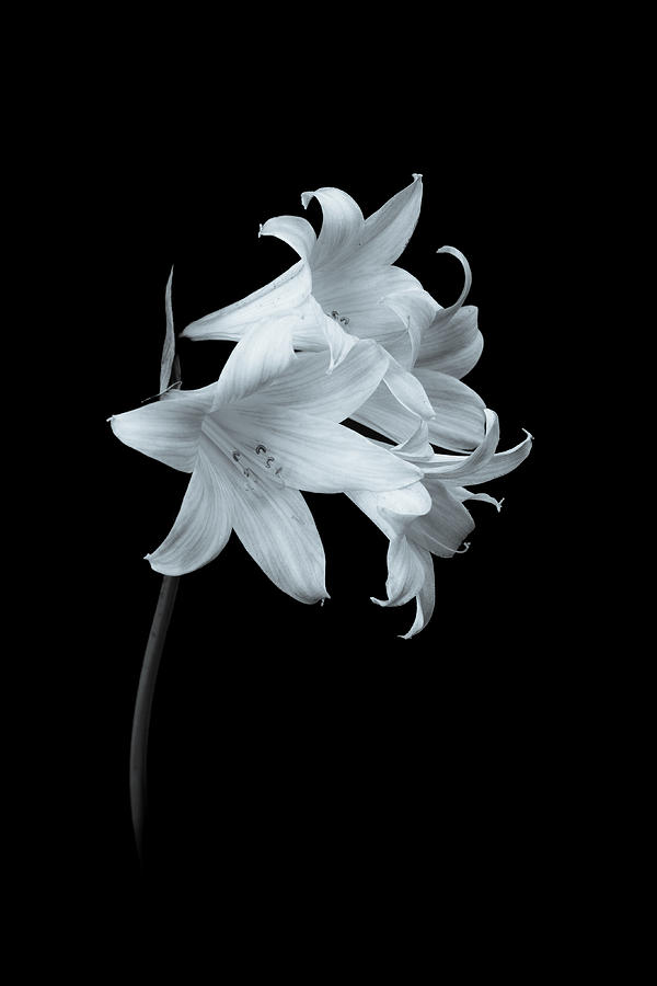 Naked Ladies Photograph by Roger Mullenhour - Fine Art America