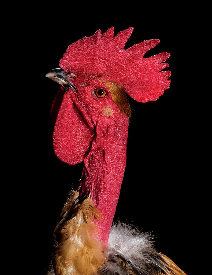 Naked Neck Rooster Photograph by Tracy Munson