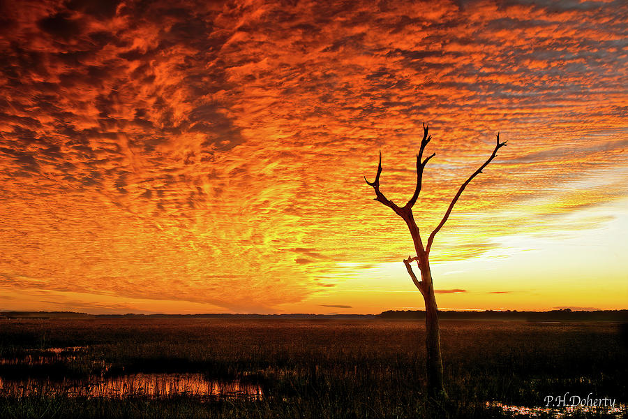 Sunset Photograph - Naked Tree by Phill Doherty