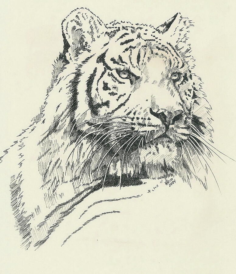 Nakita in Ink Drawing by Barbara Keith