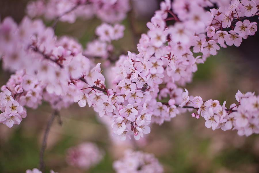 Namaste cherry blossoms Photograph by Kunal Mehra
