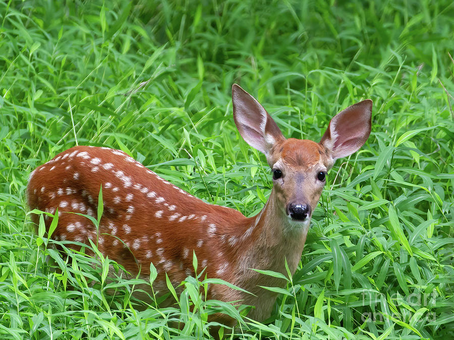 Namaste Little Deer  Photograph by Chris Scroggins
