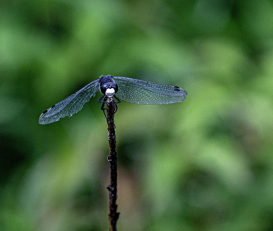 Dragon Flies Photograph - Namaste by Paul Malen Dragon Flies Photograph - Namaste by Paul Malen