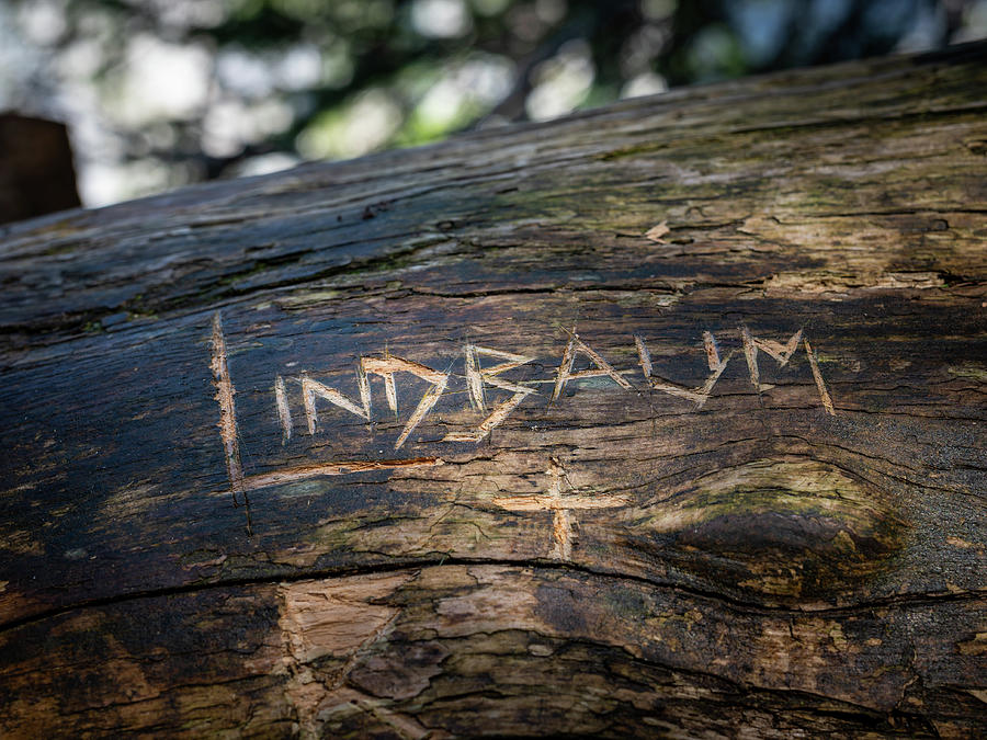 Name Cut Into An Old Tree Trunk Photograph