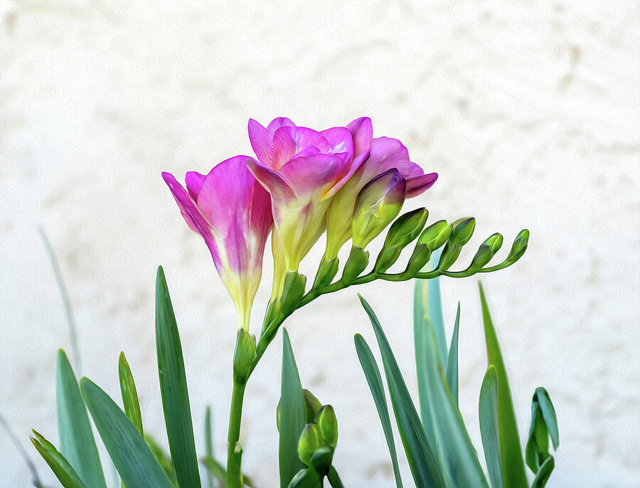 As Good As Spring Itself Photograph by Joe Schofield As Good As Spring Itself Photograph by Joe Schofield