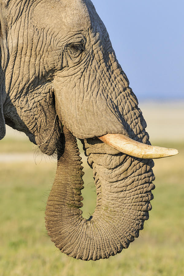 Namibia, Etosha National Park, profile of African elephant Photograph by Westend61