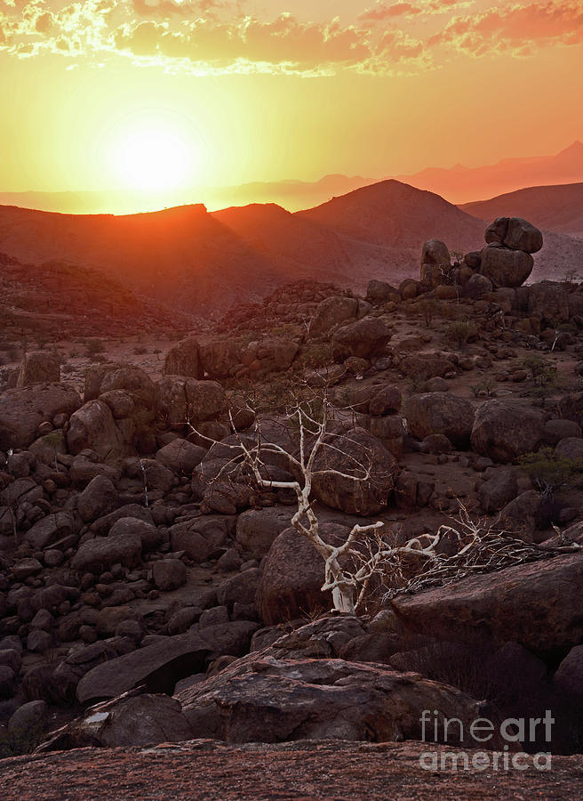 Namibian Sunset, Bone White Dead Tree, Damaraland Photograph by Tom Wurl