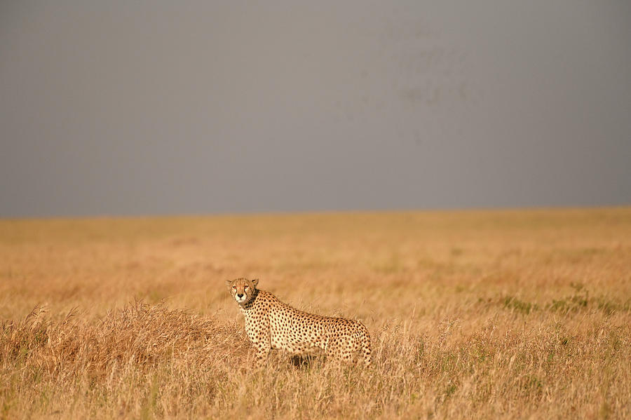Namiri Plain Cheetah Photograph by Moodie Shots