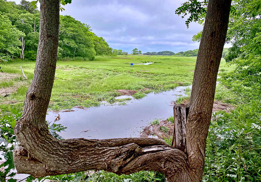 Namskaket Marsh Photograph by Monika Salvan