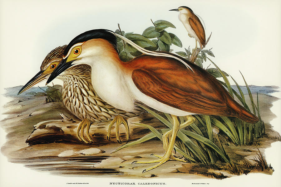 John Gould Drawing - Nankeen Night Heron, Nycticorax Caledonicus by John Gould