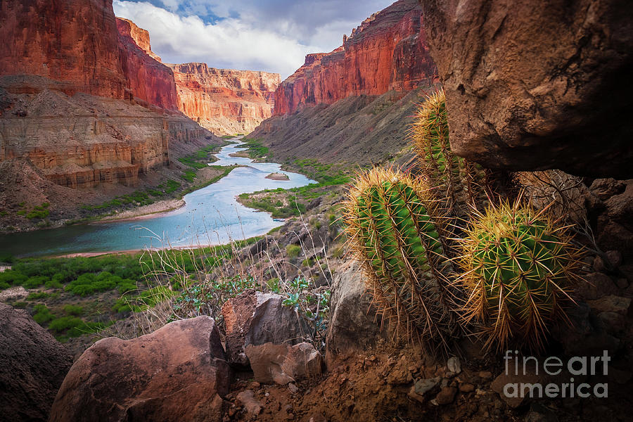 Grand Canyon National Park Photograph - Nankoweap Cactus by Inge Johnsson