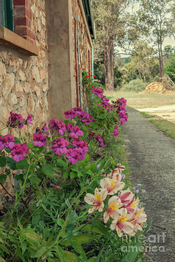 Nannup Flower Garden Photograph by Elaine Teague