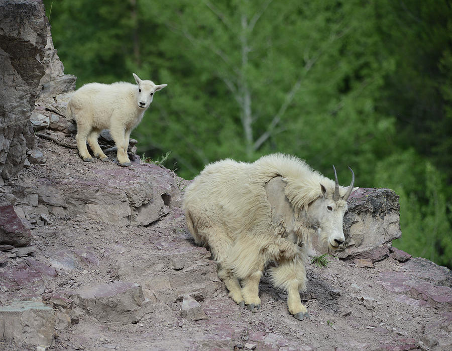 Nanny and Kid Mountain Goats Photograph by Whispering Peaks Photography