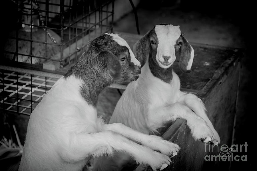 Nanny Goat Gossip Photograph by Elaine Teague