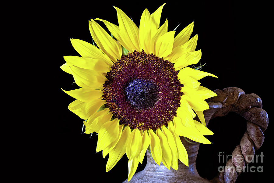 Sunflower Photograph - Nannys Vase by Scott Pellegrin