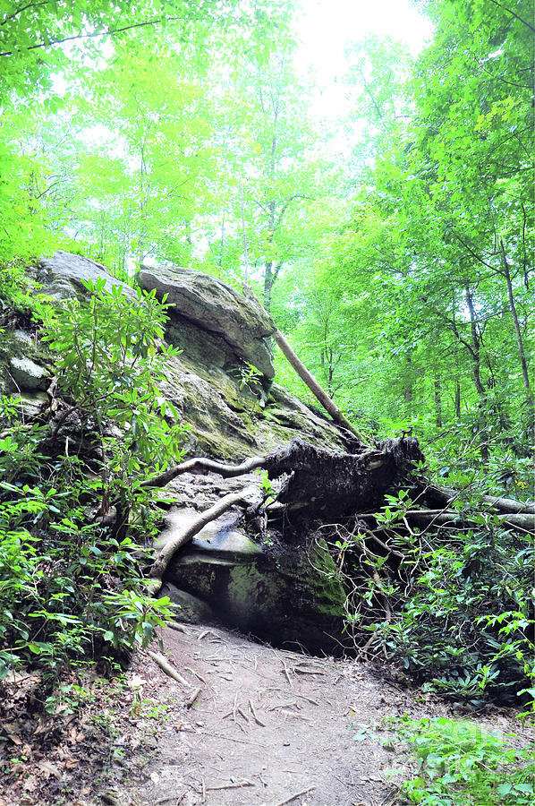 Nantahala National Forest Photograph by Savannah Gibbs - Fine Art America