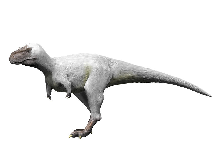 Nanuqsaurus is a theropod from the Late Cretaceous period of Alaska. Drawing by Nobumichi Tamura/Stocktrek Images