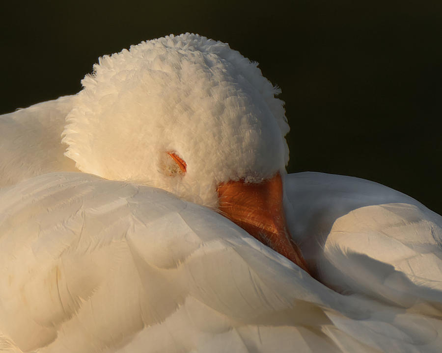 Goose Photograph - Nap Time by Deborah Ritch