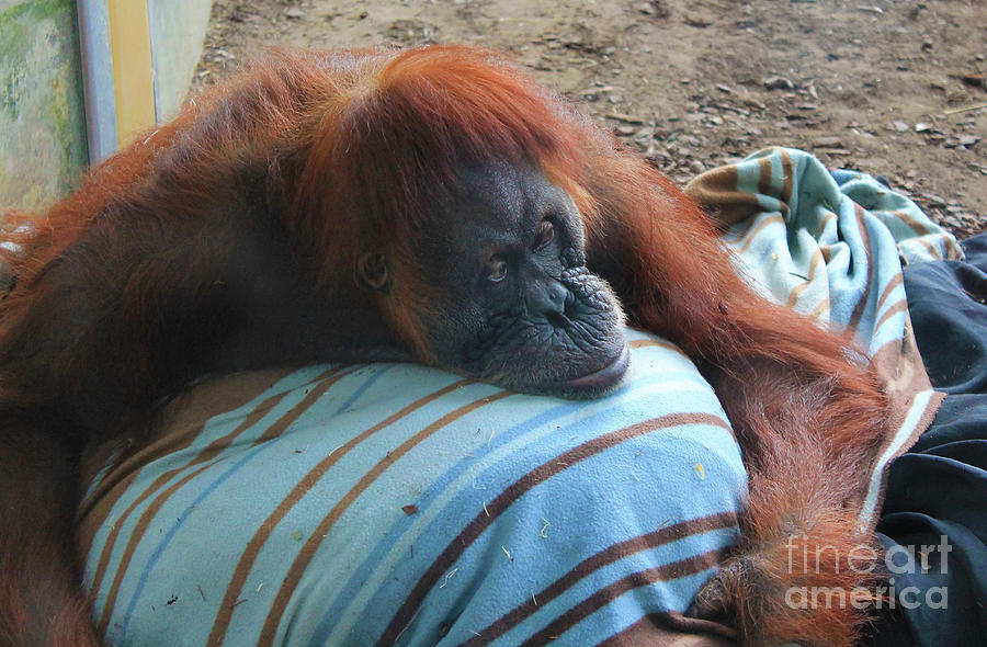 Nap Time For Orangutan Photograph by Nina Silver